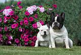 BOULEDOGUE FRANCAIS 663